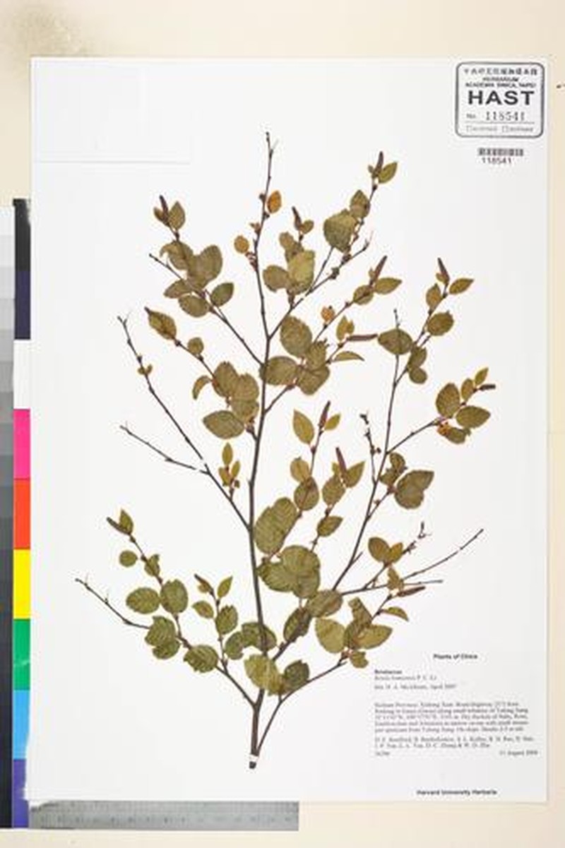 Betula bomiensis photo 2