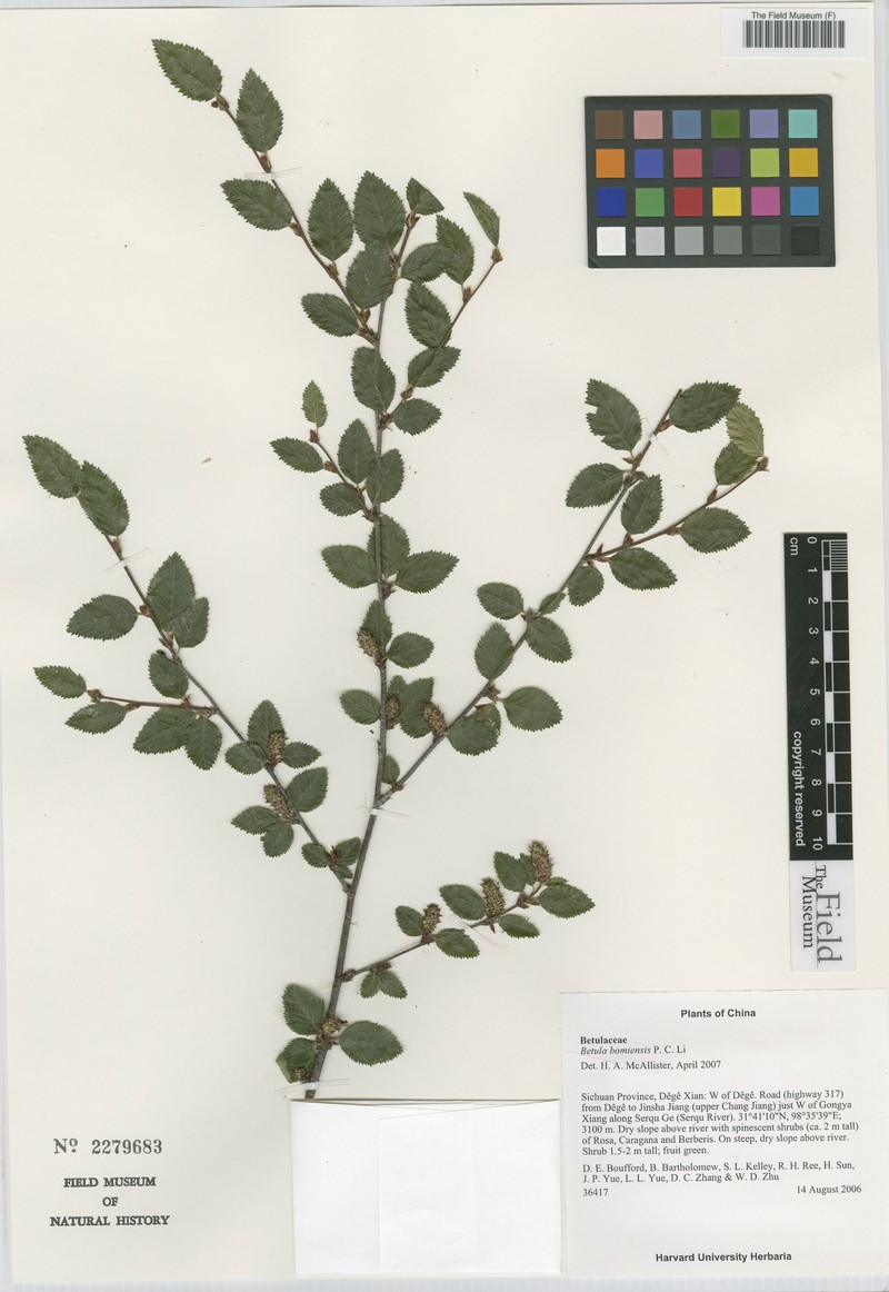 Betula bomiensis photo 3