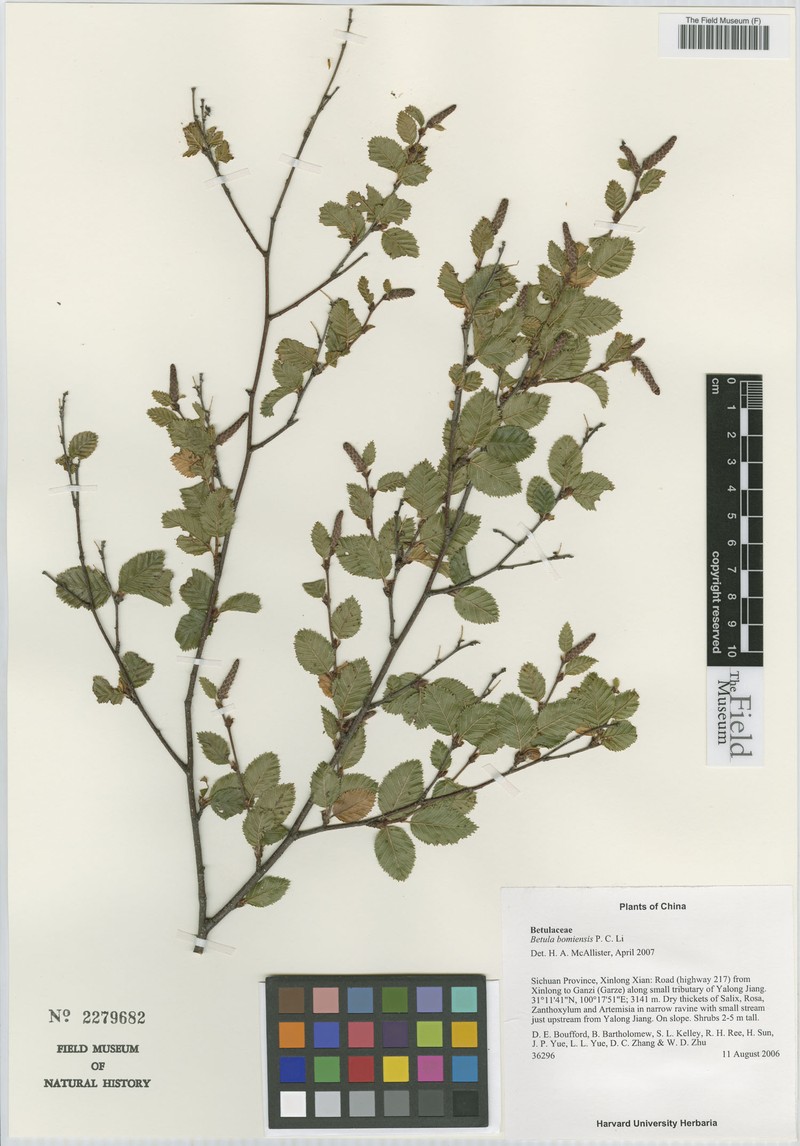 Betula bomiensis photo 4