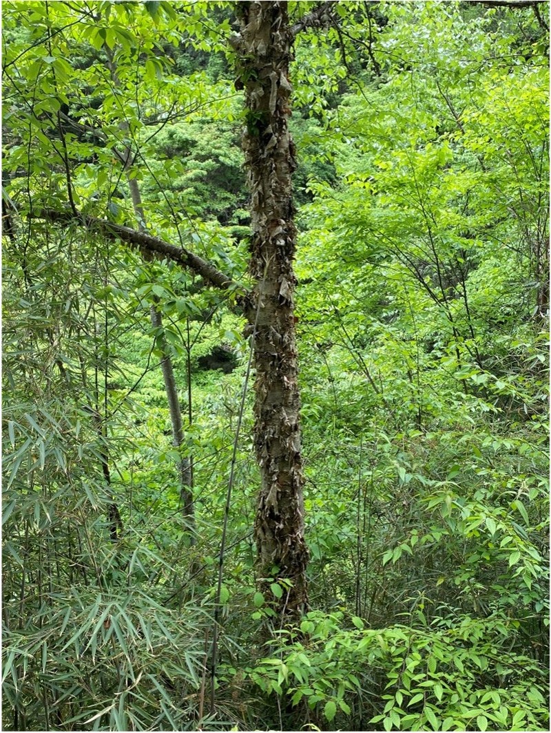 Betula buggsii