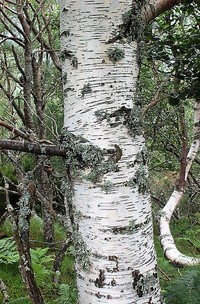 Betula celtiberica