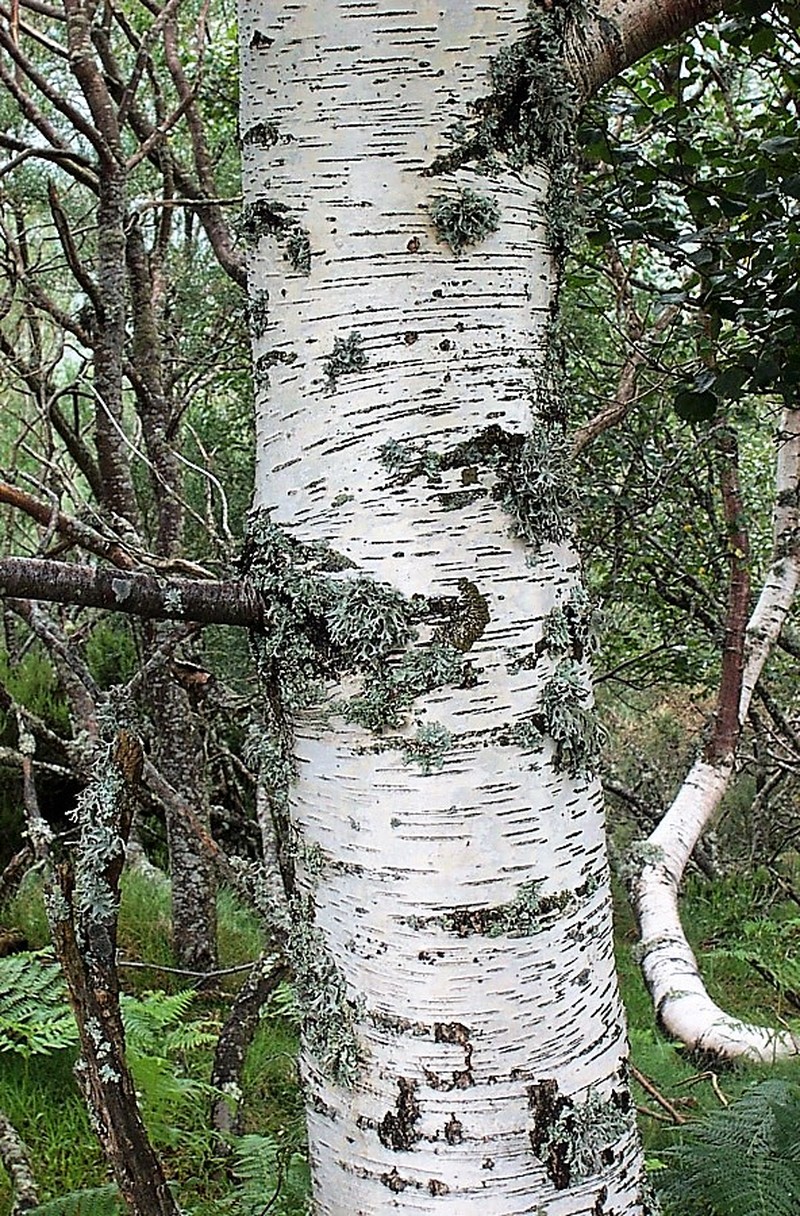 Betula celtiberica