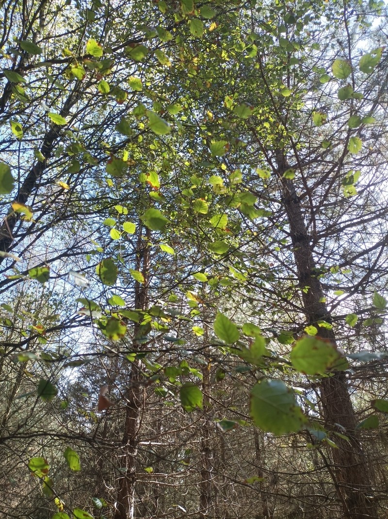 Betula celtiberica photo 2