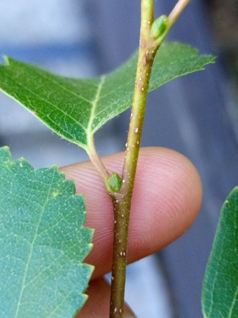 Betula celtiberica photo 3