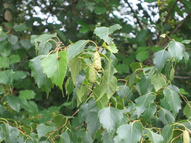 Betula celtiberica photo 4