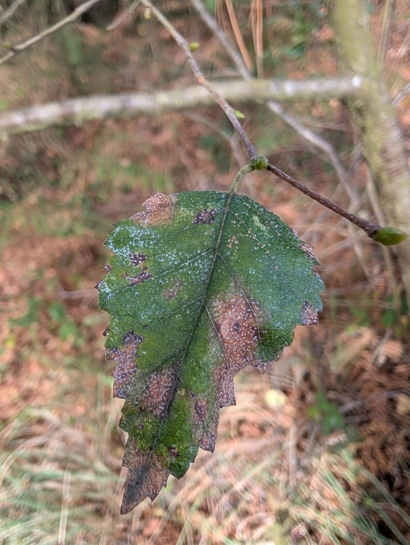 Betula celtiberica photo 5