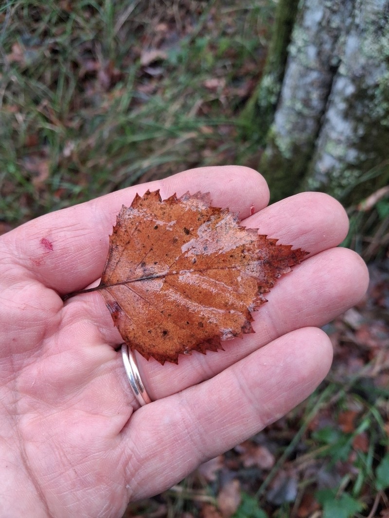 Betula celtiberica photo 6
