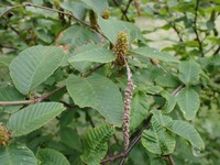 Betula chichibuensis