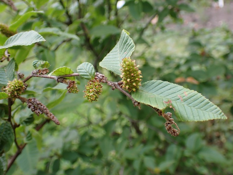 Betula chichibuensis photo 2