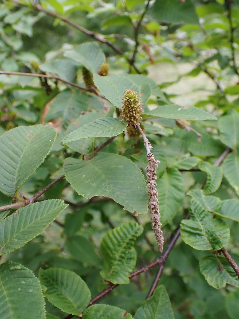 Betula chichibuensis photo 3