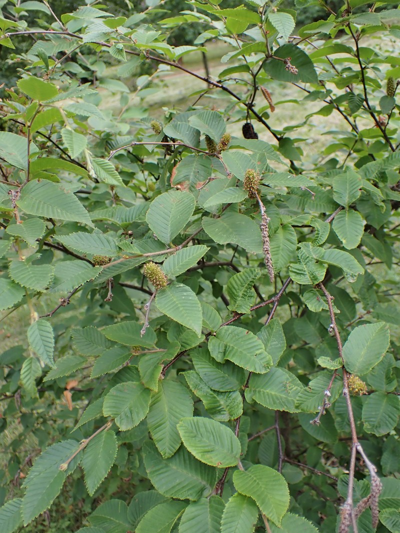 Betula chichibuensis photo 4