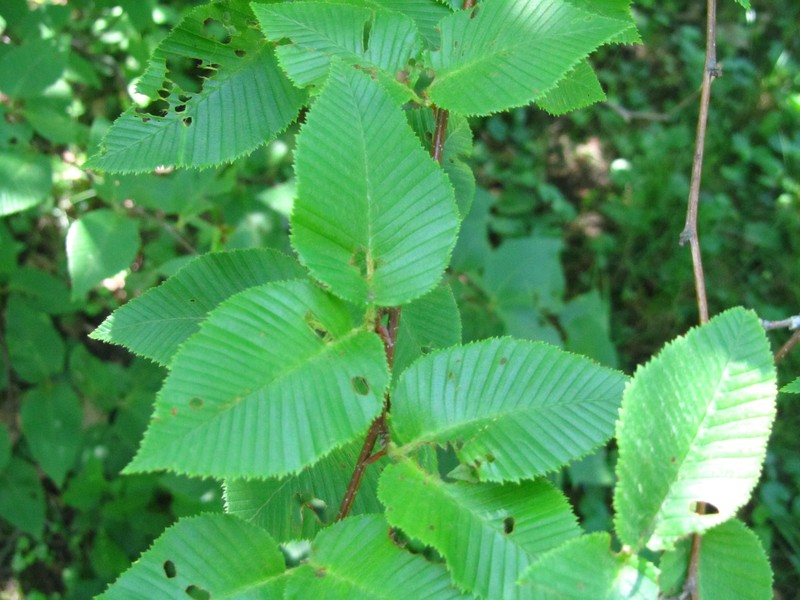 Betula chichibuensis photo 5