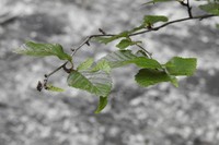 Betula chinensis