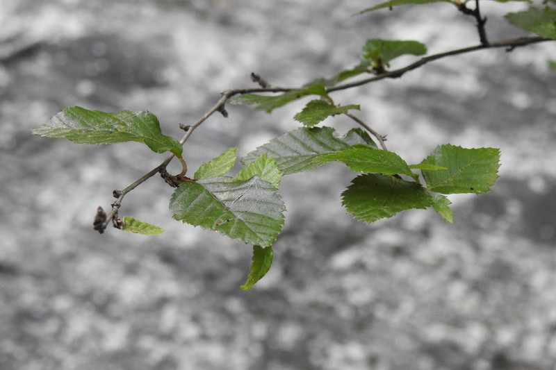 Betula chinensis