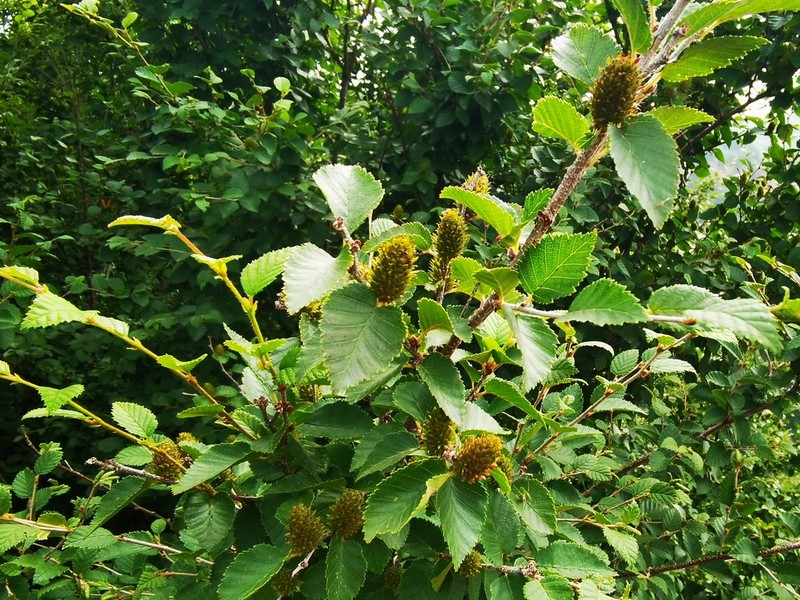 Betula chinensis photo 2