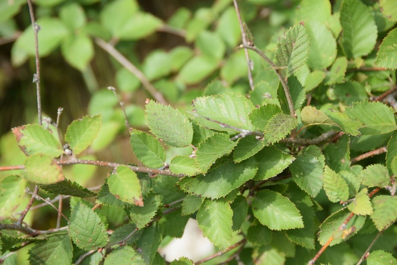 Betula chinensis photo 3