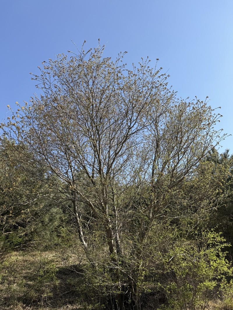 Betula chinensis photo 4