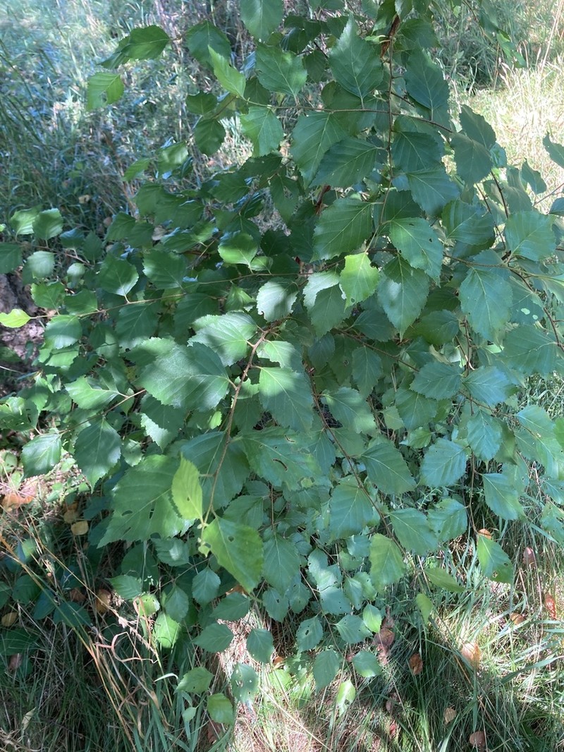 Betula chinensis photo 5