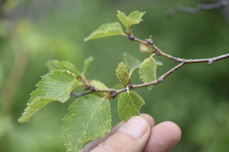 Betula chinensis photo 7