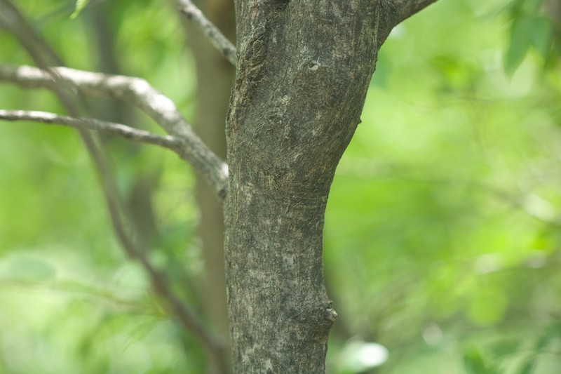 Betula chinensis photo 8