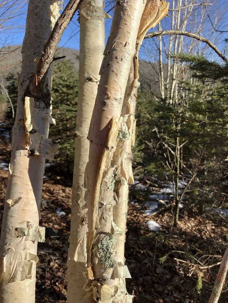 Betula cordifolia photo 2