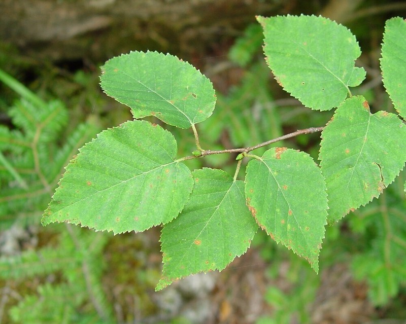 Betula cordifolia photo 3