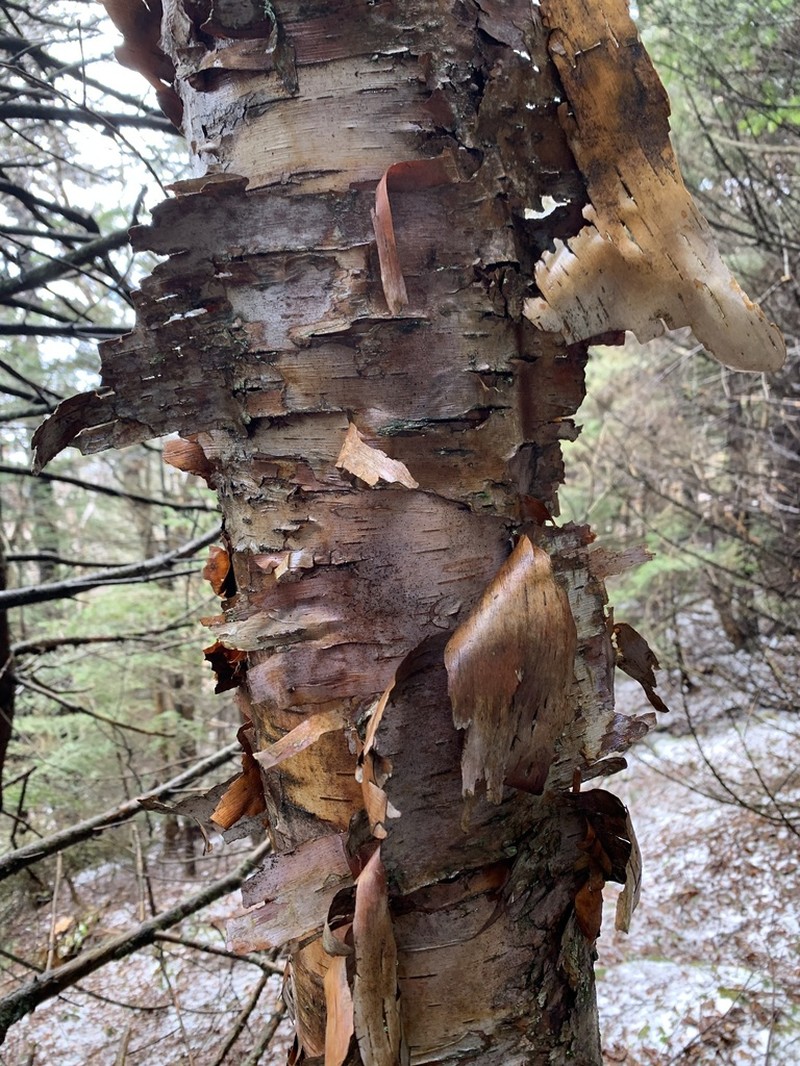 Betula cordifolia photo 4