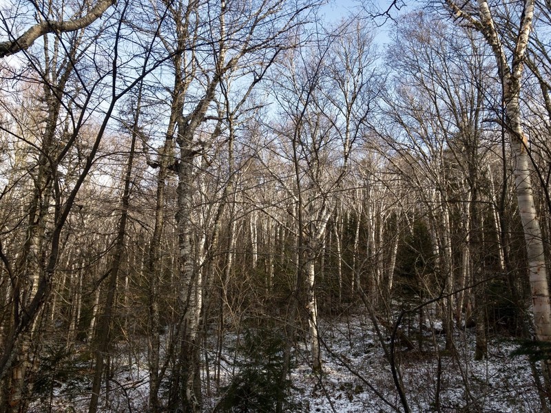 Betula cordifolia photo 5