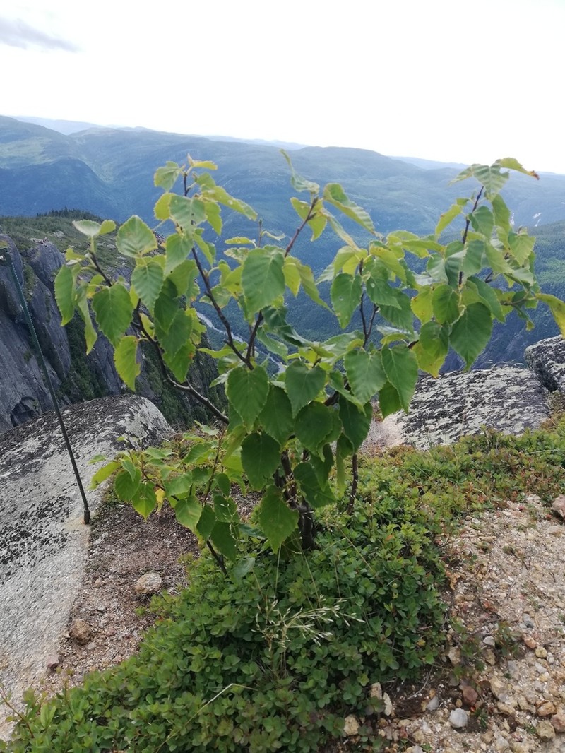 Betula cordifolia photo 6