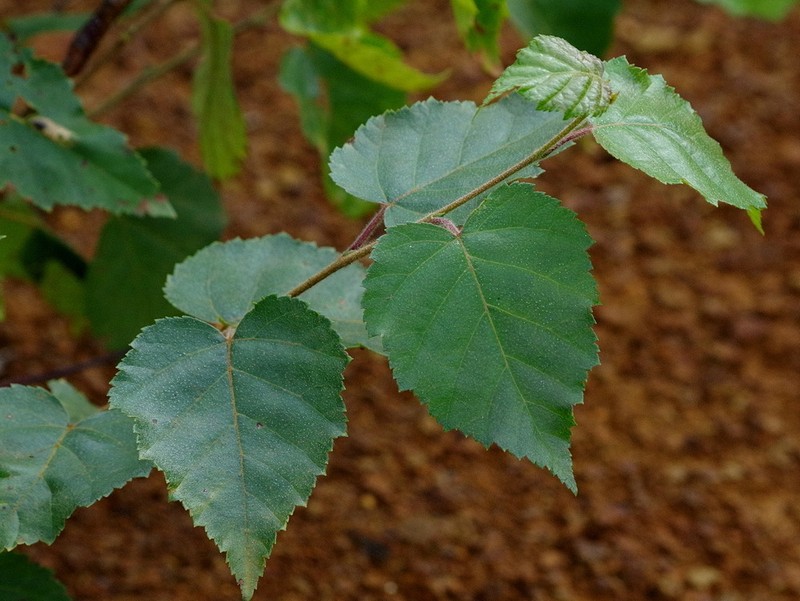 Betula cordifolia photo 7
