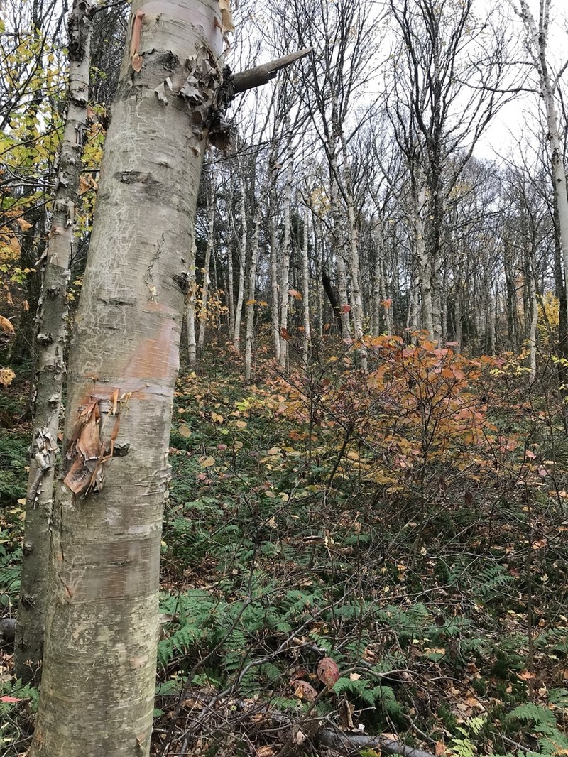 Betula cordifolia photo 8
