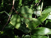 Betula corylifolia