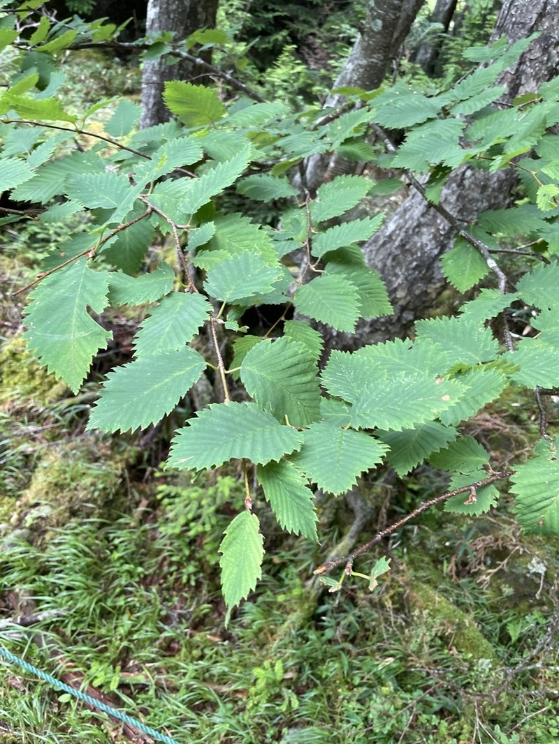 Betula corylifolia photo 2