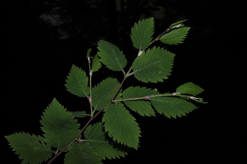 Betula corylifolia photo 3