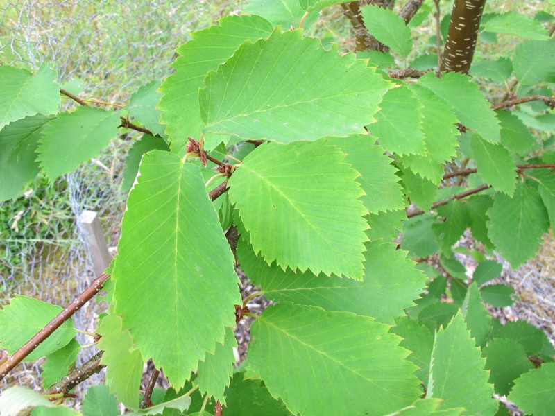Betula corylifolia photo 5