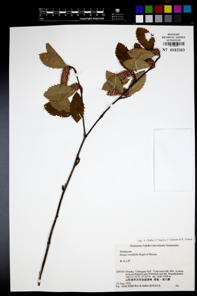 Betula corylifolia photo 6