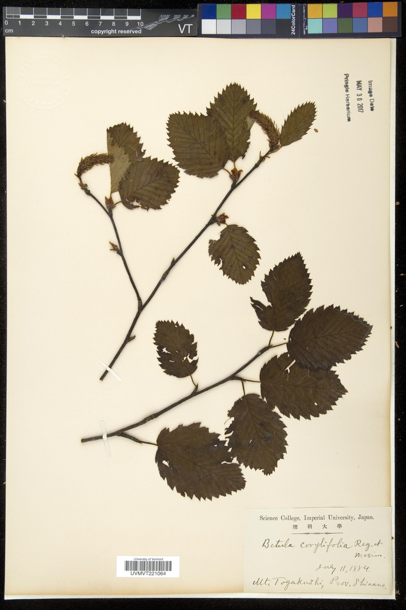 Betula corylifolia photo 7