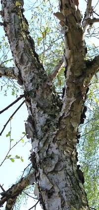 Betula costata