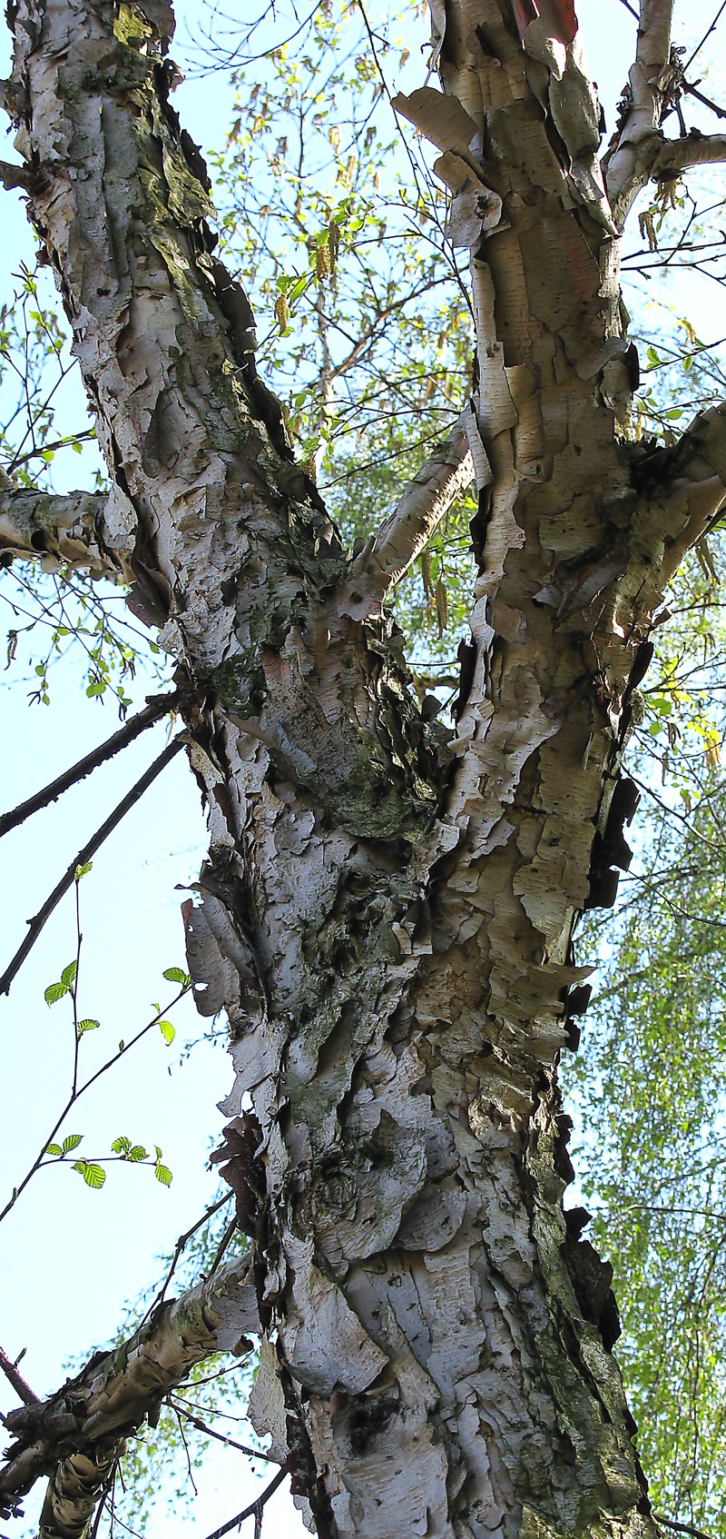 Betula costata