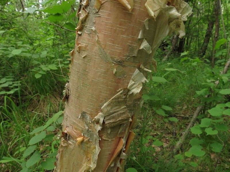 Betula costata photo 2