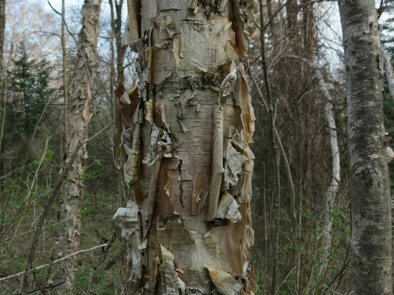 Betula costata photo 3