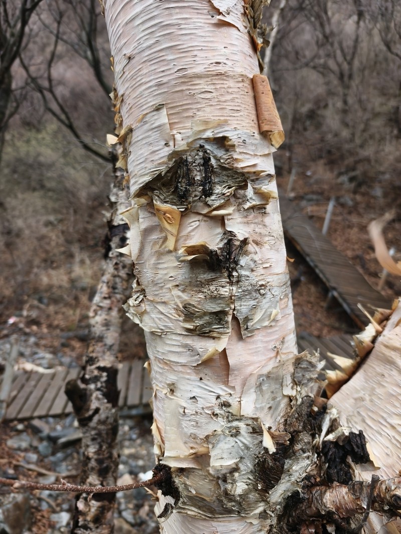 Betula costata photo 4