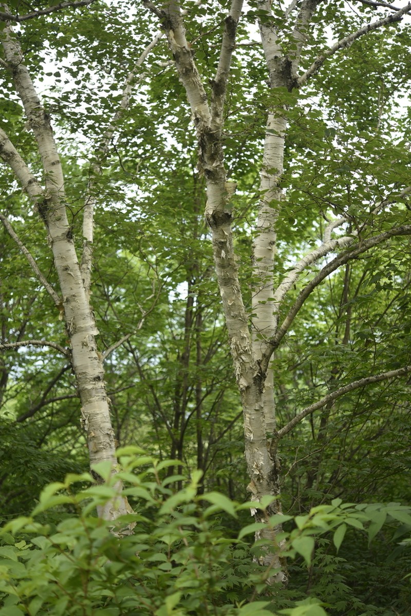 Betula costata photo 5