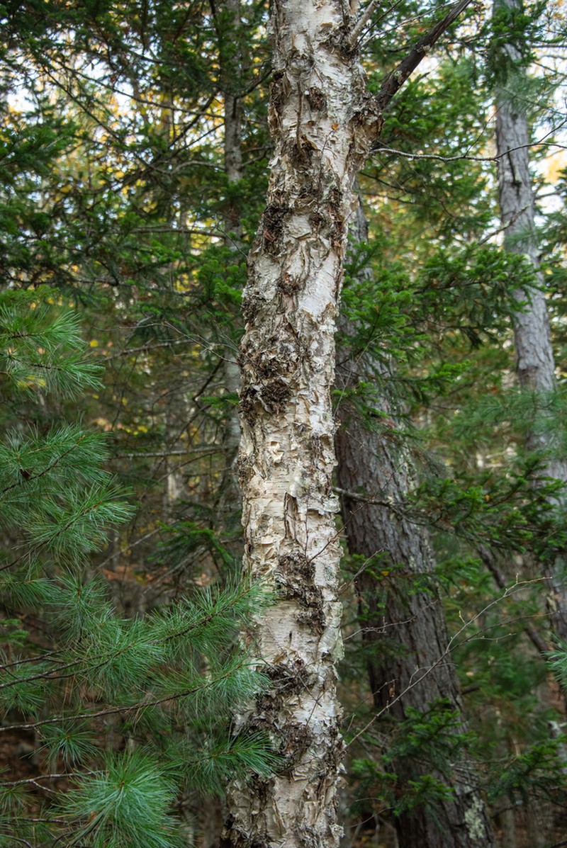 Betula costata photo 6