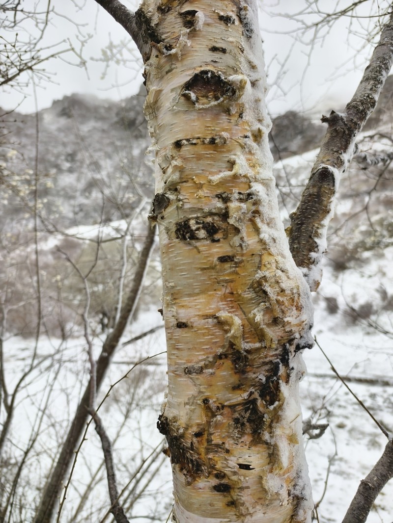 Betula costata photo 7