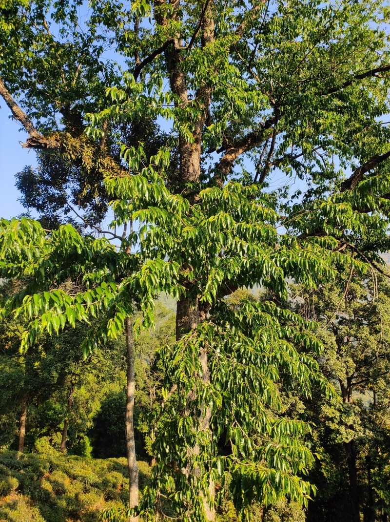 Betula cylindrostachya