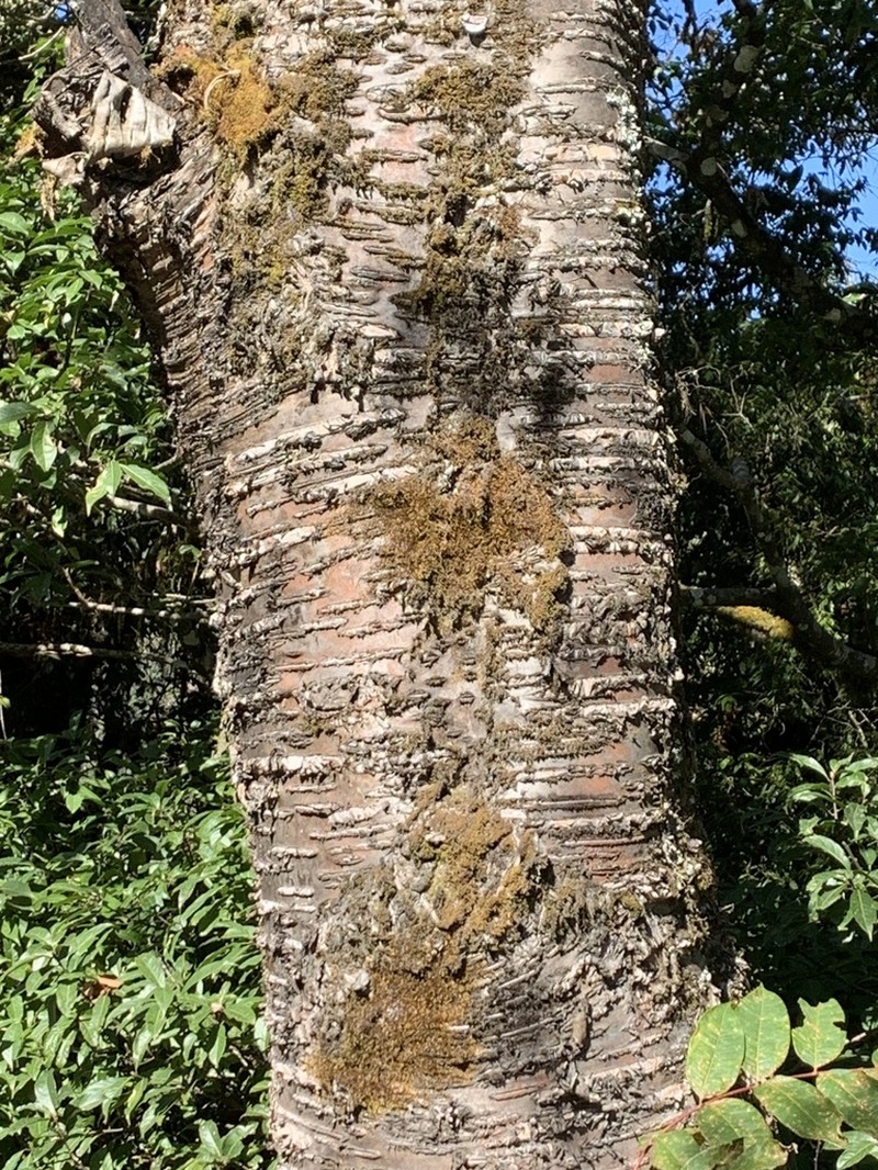 Betula cylindrostachya photo 2