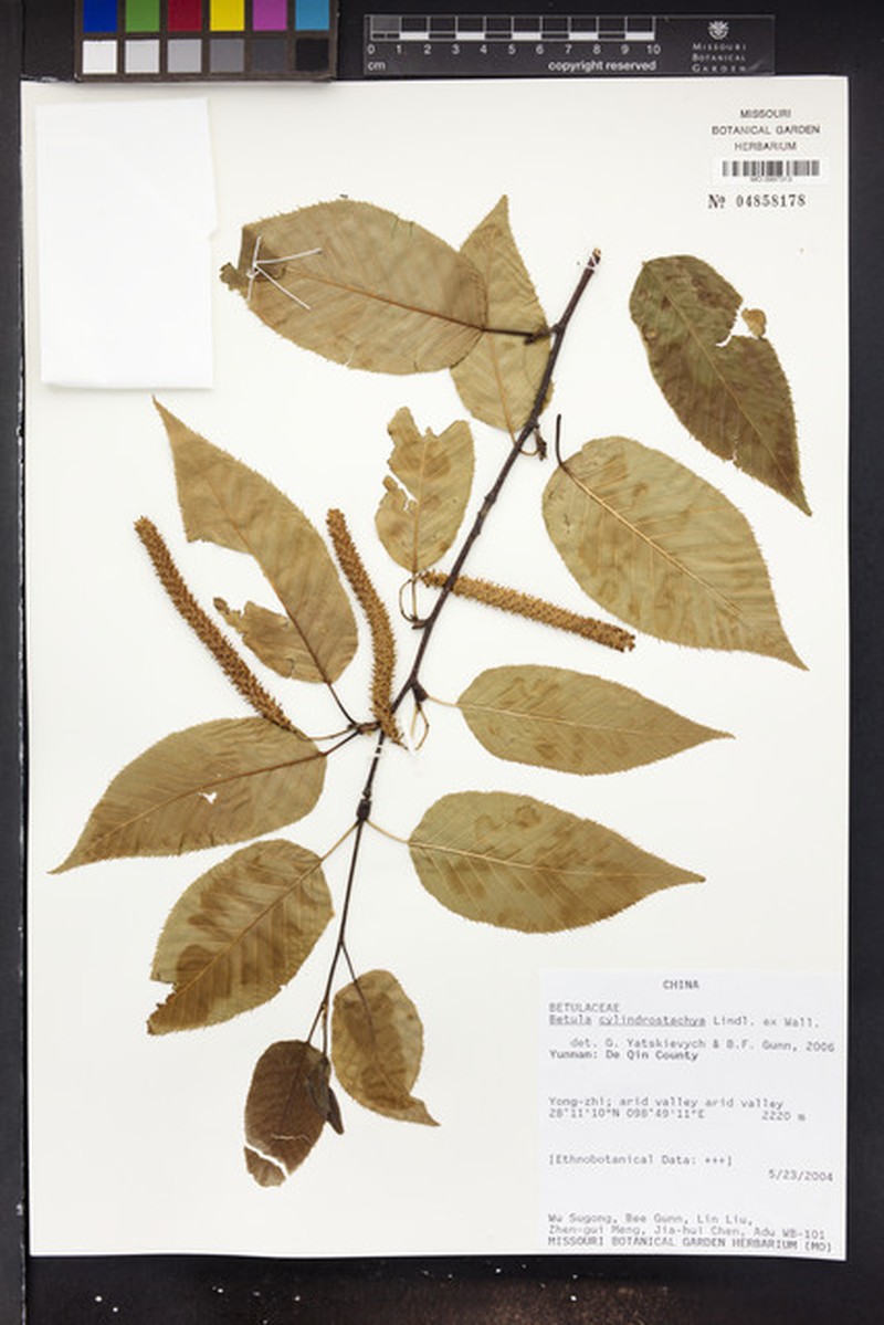 Betula cylindrostachya photo 3