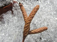 Betula davurica