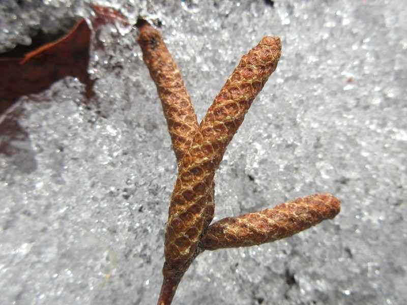 Betula davurica